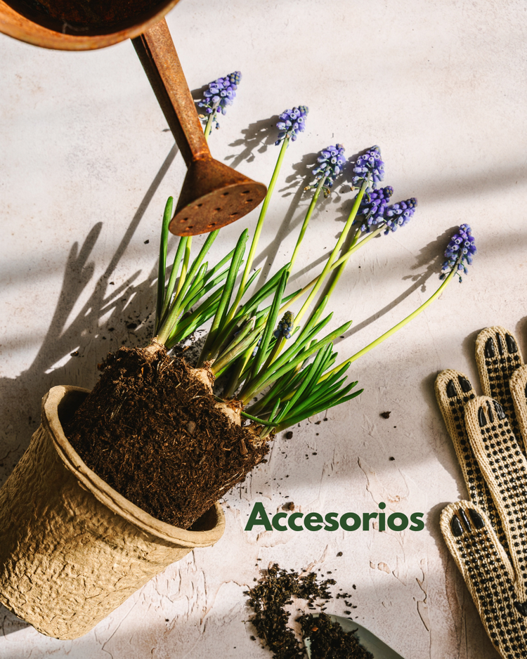 Accesorios