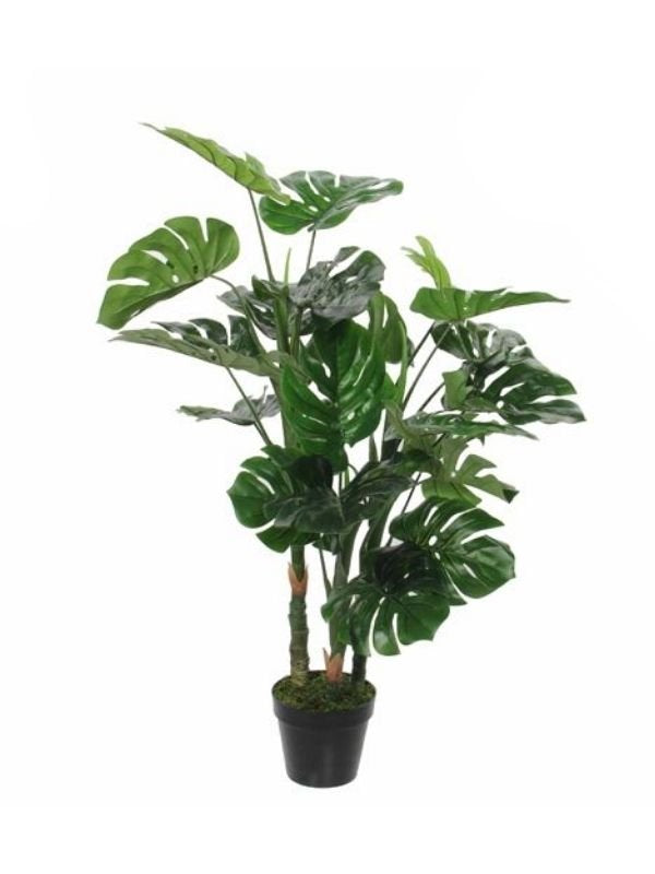 MONSTERA