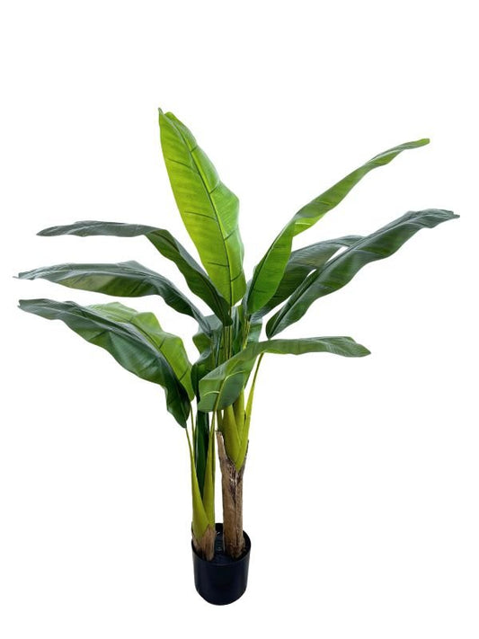 PLATANERA