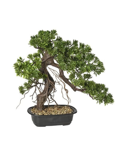 BONSAI ENEBRO