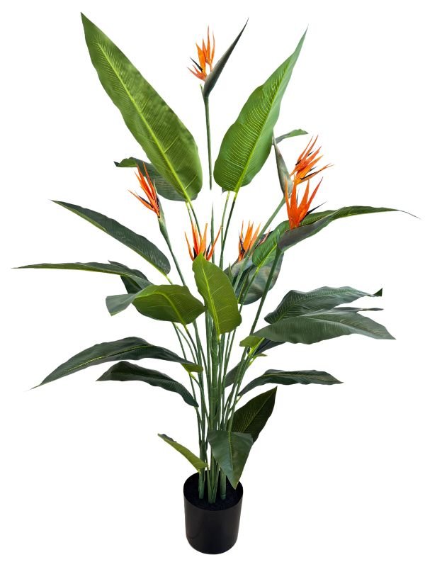 STRELITZIA CON FLOR