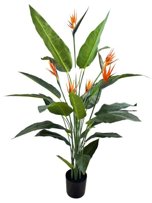 STRELITZIA CON FLOR