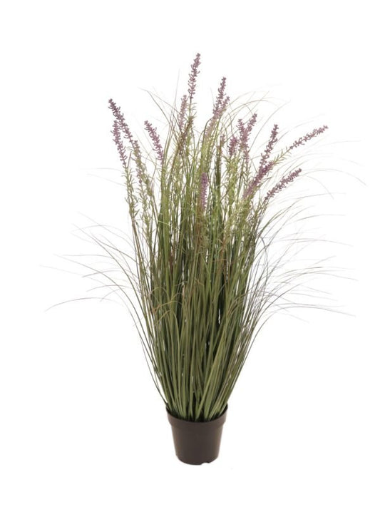 LAVANDA GRASS