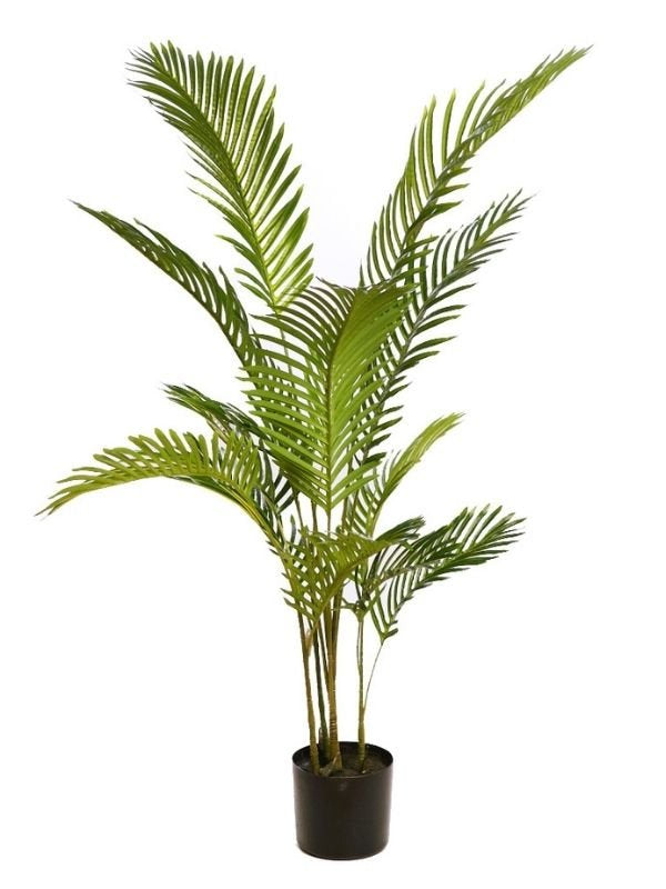 PALMERA ARECA