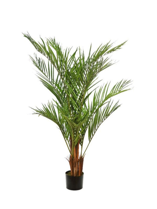 PALMERA KENTIA