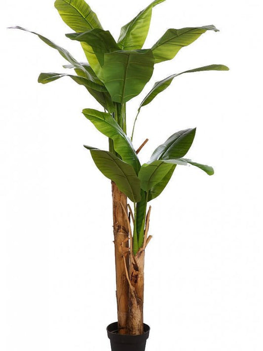 ÁRBOL DEL PLÁTANO