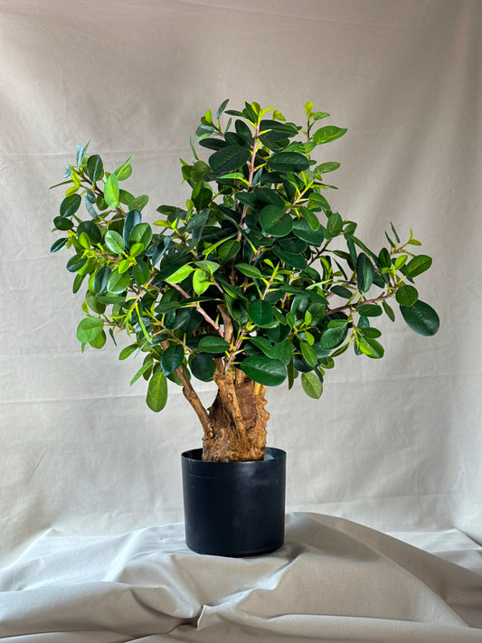 Ficus Bonsai Artificial Premium - Estilo Ginseng. 75 cm