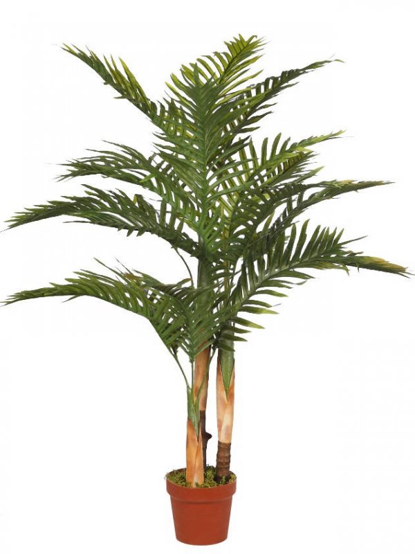 PALMERA ARECA TRONCO